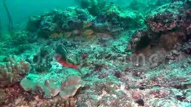 马尔代夫海底清澈海底背景上独特的美丽鱼类。