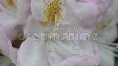 粉红花杜鹃.. 照相机的移动使人们可以看到花的四面