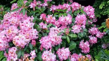 粉红花杜鹃.. 照相机的移动使人们可以看到花的四面