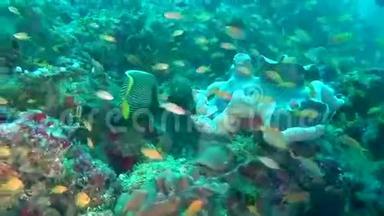 马尔代夫海底清澈海底背景鱼学。
