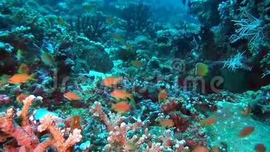马尔代夫海洋水下彩色珊瑚背景的鱼群。