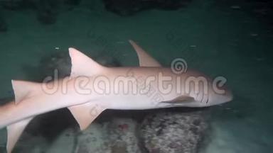 在马尔代夫干净的海底水下海洋上寻找食物的鲨鱼。
