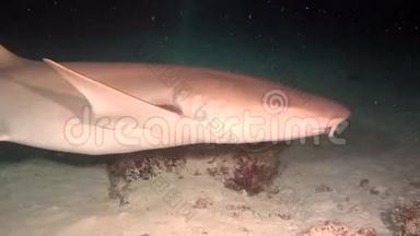 在马尔代夫干净的<strong>海底</strong>水下海洋上寻找食物的<strong>鲨鱼</strong>。
