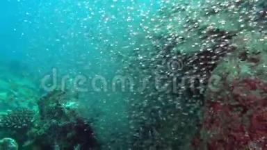马尔代夫海洋生物惊人的水下生物。