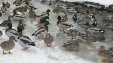 一个寒冷的冬天，鸭子和鸭子在红溪里游泳