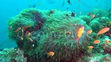 马尔代夫海底的海葵和明<strong>亮</strong>的<strong>橙色</strong>小丑鱼。