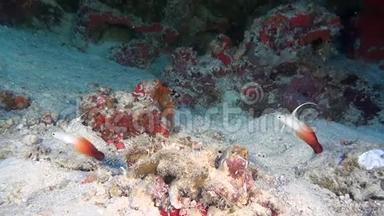 马尔代夫海底清澈海底背景上独特的美丽鱼类。