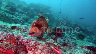 马尔代夫<strong>海底</strong>清澈<strong>海底</strong>背景下<strong>的</strong>鱼。