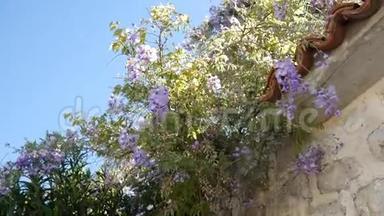 黑山、亚得里亚海和巴尔岛开花的紫藤