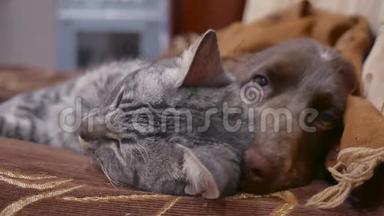 猫和狗在室内一起睡觉<strong>友谊</strong>的有趣<strong>视频</strong>。 猫和狗