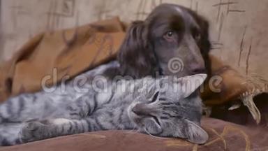 一只猫和一只狗在室内睡在一起有趣的友谊视频。猫和狗
