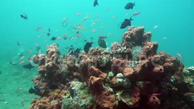 热带海洋、不同颜色的鱼类和珊瑚的<strong>水下景观</strong>