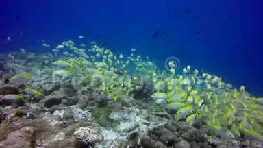 水下清澈海底背景的条纹黄鱼群。
