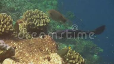 马尔代夫海底清澈海底背景鱼学。
