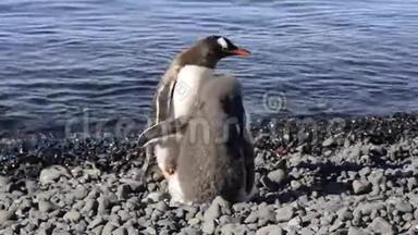 登图企鹅喂养小鸡