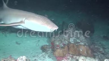 在马尔代夫干净的<strong>海底</strong>水下海洋上寻找食物的<strong>鲨鱼</strong>。