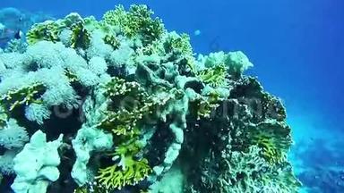 美丽的五颜六色的热带鱼类在充满活力的珊瑚礁水下在红海
