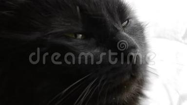 浓密长发的肖像，黑色的香蒂里蒂芙尼猫。 用漂亮的绿色大眼睛闭上胖猫的头