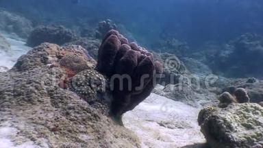 菲律宾野生动物海洋水下沙底珊瑚。