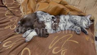 猫和狗睡在一起的滑稽视频。 友谊猫狗在室内