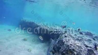红海珊瑚礁上五颜六色的热带鱼。 埃及。