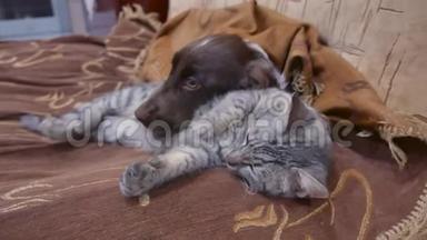猫和狗睡在一起的滑稽<strong>视频</strong>。 室内<strong>友谊</strong>猫狗