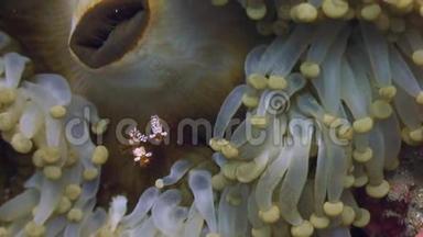 菲律宾野生动物海洋中的海葵。