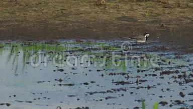 自然环境中的长尾.. 白车尾摩西拉阿尔巴和黄车尾摩西拉黄巴附近的水。 超高清4k，