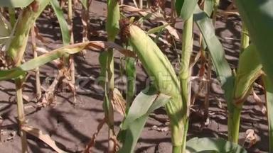 玉米田玉米运动农场稳定农业。 绿草农业美国自然视频美国玉米农场