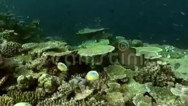 珊瑚礁的水下景观。 马尔代夫。