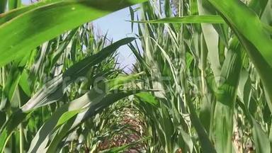 玉米地玉米农场稳定。 绿草农业美国自然视频美国运动玉米农场