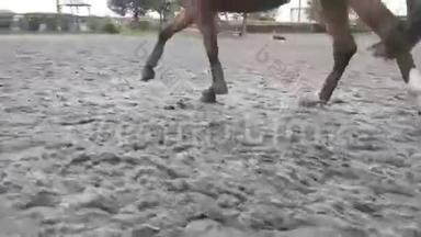 马脚在沙子上奔跑。 双腿紧紧地在潮湿泥泞的地面上飞驰。