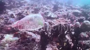 珊瑚礁的水下景观。 马尔代夫。