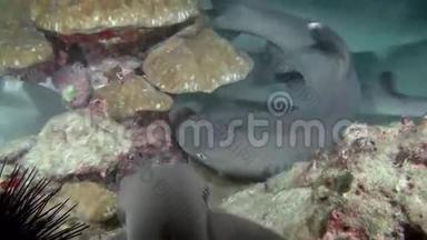 白尖礁鲨鱼在石礁上搜索食物。