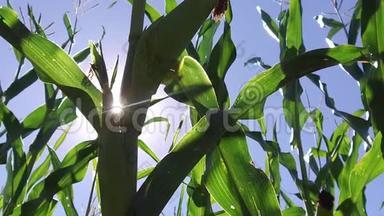 玉米田玉米运动农场稳定农业视频。 绿草农业美国自然美国玉米农场