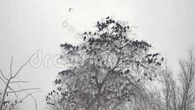 一群鸟从树上起飞，一群乌鸦从黑鸟干树上起飞
