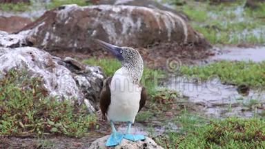 厄瓜多尔加拉帕戈斯国家公园北西摩岛蓝脚饵雷