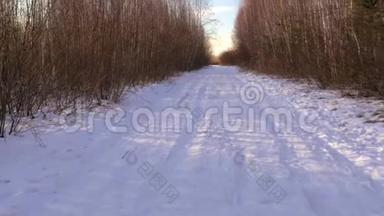 冬季常见芦苇芦苇和雪。 拉脱维亚的早春。