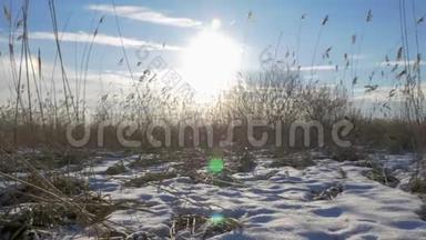 冬季常见芦苇芦苇和雪。 拉脱维亚的早春。
