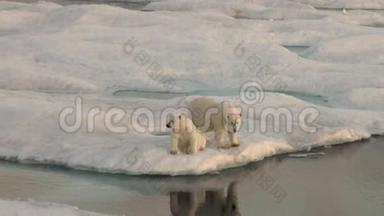 北极熊妈妈和她的幼崽在冰冷的<strong>浮冰</strong>上。