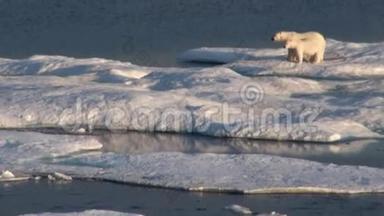 北极熊妈妈和她的幼崽在冰冷的<strong>浮冰</strong>上。