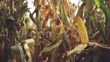 玉米芯上的熟玉米在栽培的农业玉米地准备收获采摘。