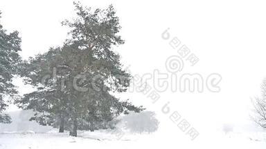 暴风雪暴雪森林自然雪冬，圣诞树和松林景观