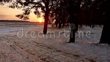冬林和傍晚的阳光景观.. 阳光圣诞树美丽的冬林雪刺眼的阳光