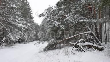 冬季自然森林松林，雪景美丽，冬季圣诞树背景