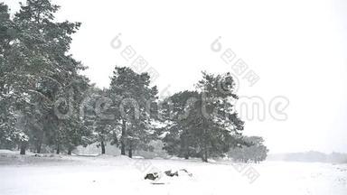 暴风雪在大自然的树林里，冬天下雪，圣诞树和松林景观