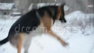 德国牧羊犬在雪地里玩耍。