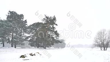 美丽的暴风雪圣诞树<strong>冬季</strong>景观傍晚在<strong>雪天</strong>自然景观