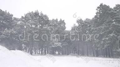 大自然暴雪森林暴雪冬天，圣诞树和松林景观
