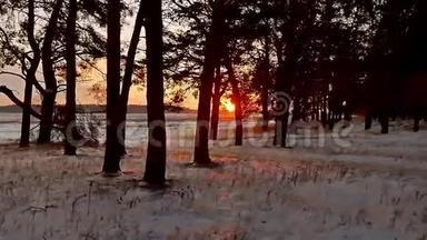 冬季傍晚森林和阳光景观.. 阳光圣诞树美丽的冬林雪刺眼的阳光